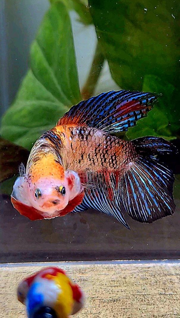 FEMALE VEILTAIL DOUBLE TAIL KOI MULTICOLOR BETTA FISH