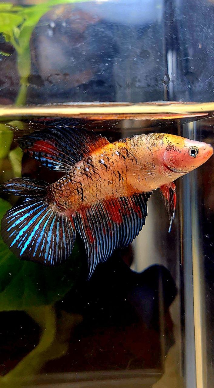 FEMALE VEILTAIL DOUBLE TAIL KOI MULTICOLOR BETTA FISH