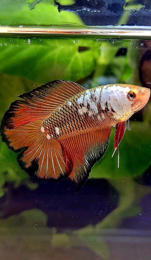 LUXURY FEMALE HALFMOON DOUBLE TAIL RED SAMURAI SNOW MASKING BETTA FISH