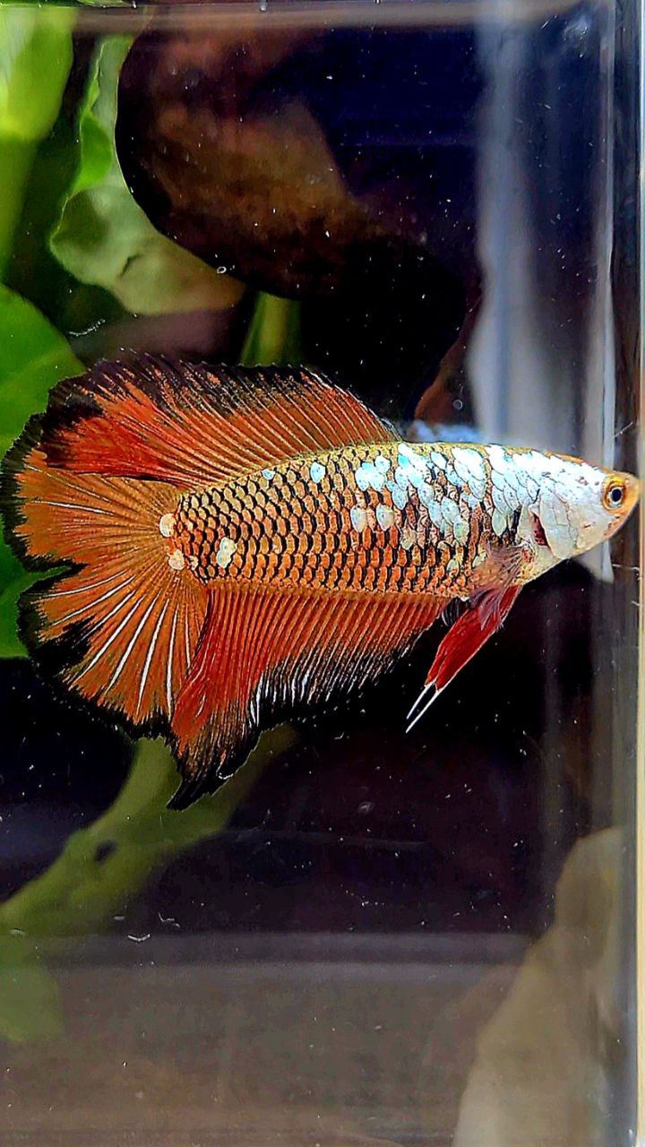 3 FISH FEMALE HALFMOON DOUBLE TAIL RED SAMURAI SNOW MASKING, FEMALE HALFMOON DUMBO EAR GOLD, FEMALE HALFMOON DOUBLE TAIL MASCOT BETTA FISH