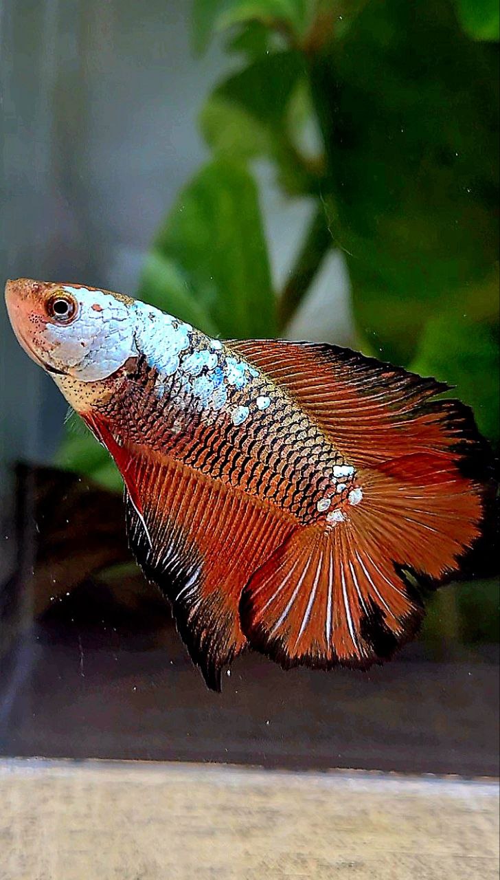 3 FISH FEMALE HALFMOON DOUBLE TAIL RED SAMURAI SNOW MASKING, FEMALE HALFMOON DUMBO EAR GOLD, FEMALE HALFMOON DOUBLE TAIL MASCOT BETTA FISH