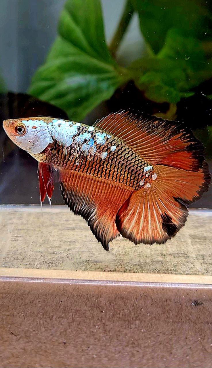 3 FISH FEMALE HALFMOON DOUBLE TAIL RED SAMURAI SNOW MASKING, FEMALE HALFMOON DUMBO EAR GOLD, FEMALE HALFMOON DOUBLE TAIL MASCOT BETTA FISH