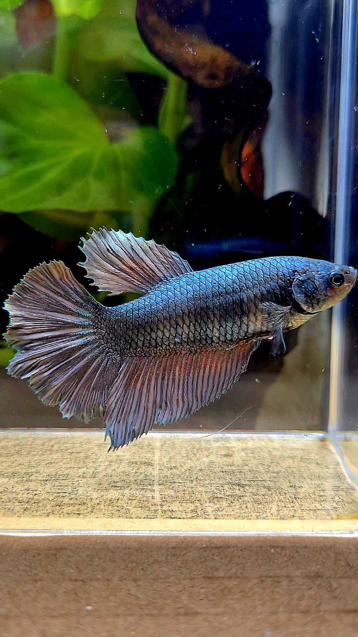 FEMALE HALFMOON COPPER ARMY BETTA FISH