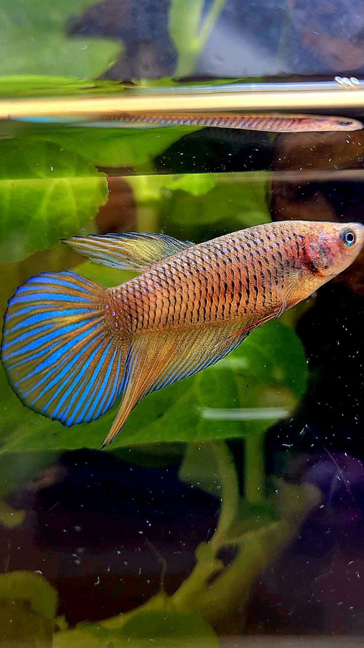 FEMALE VEILTAIL DARK YELLOW PINEAPPLE BETTA FISH