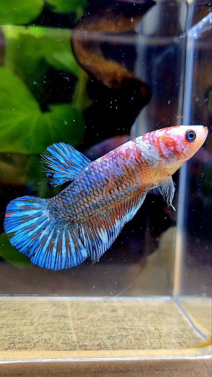 XL FEMALE PLAKAT BLUE FANCY BETTA FISH