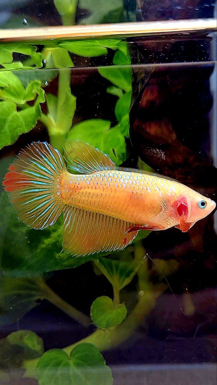 FEMALE HALFMOON ARMAGEDDON BETTA FISH