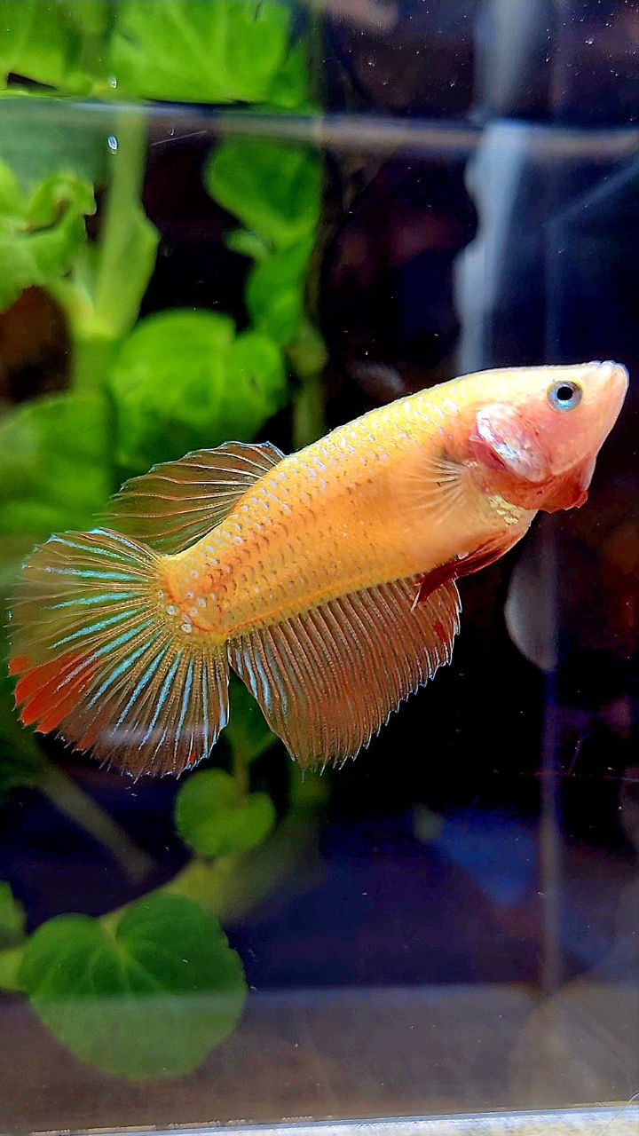FEMALE HALFMOON ARMAGEDDON BETTA FISH