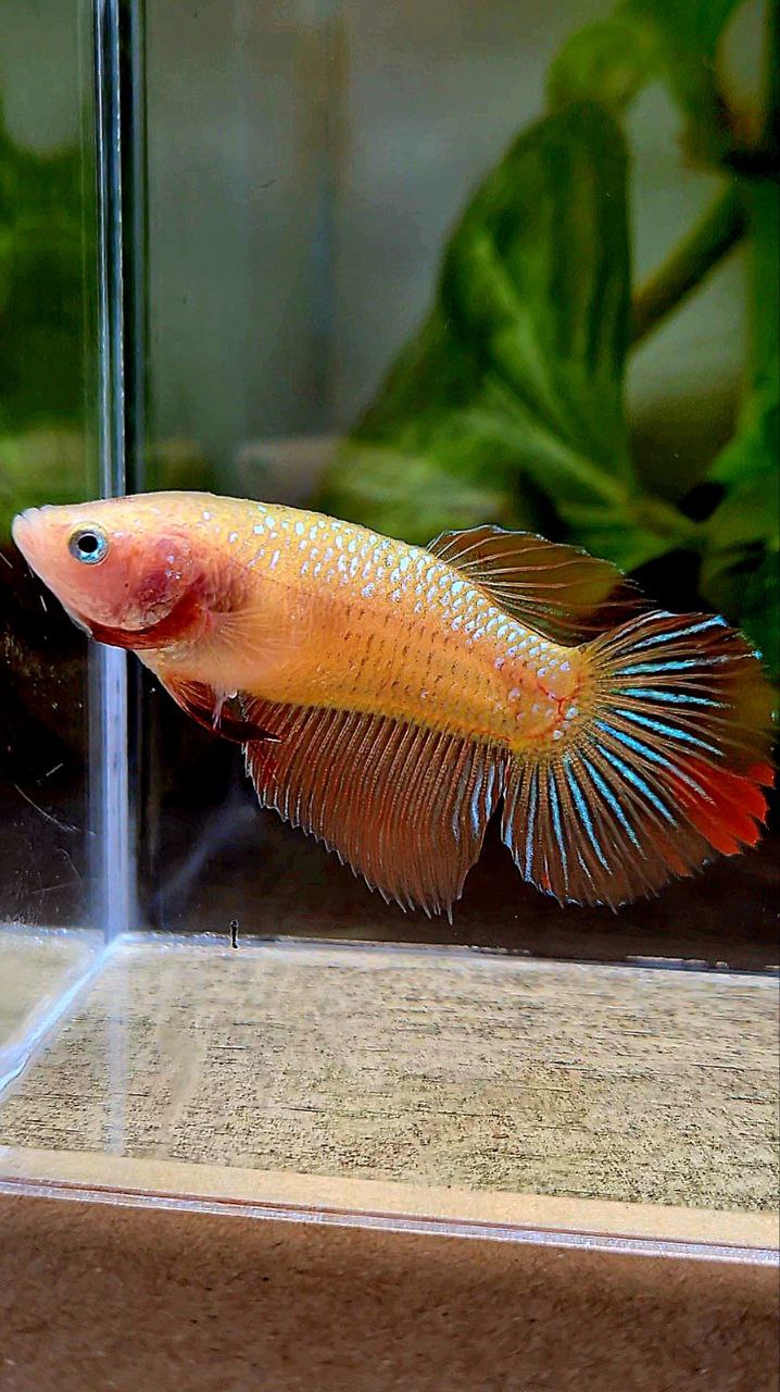 FEMALE HALFMOON ARMAGEDDON BETTA FISH
