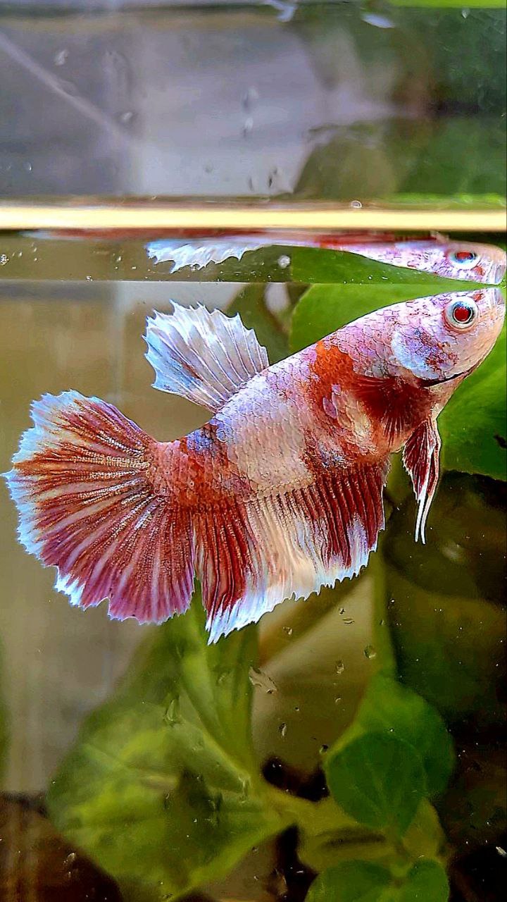 FEMALE HALFMOON BARONGSAI RED WHITE GALAXY MULTICOLOR BETTA FISH