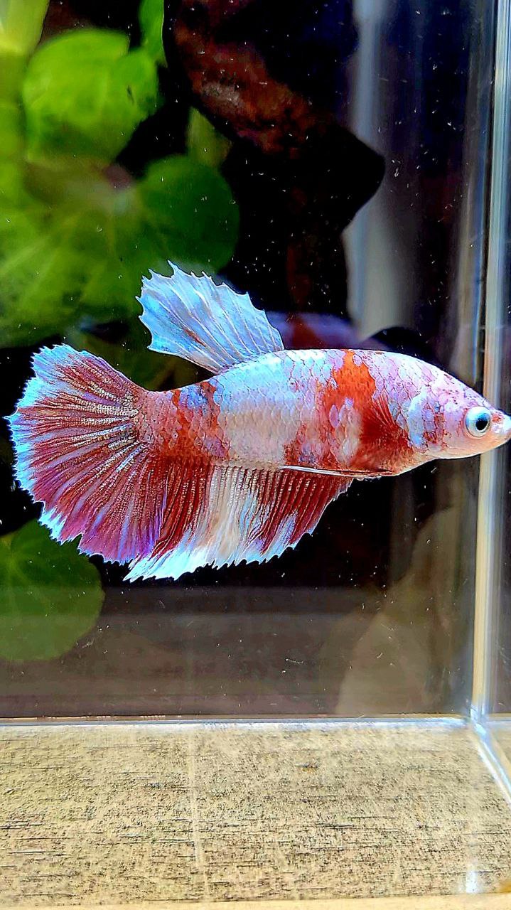 FEMALE HALFMOON BARONGSAI RED WHITE GALAXY MULTICOLOR BETTA FISH