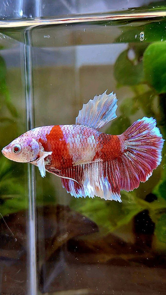 FEMALE HALFMOON BARONGSAI RED WHITE GALAXY MULTICOLOR BETTA FISH