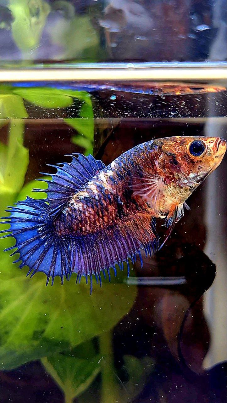 FEMALE CROWNTAIL PLAKAT PURPLE FANCY BETTA FISH