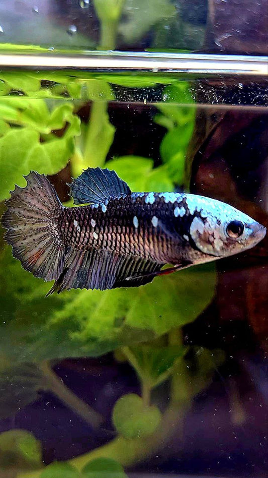 FEMALE PLAKAT BLACK GALAXY AVATAR COPPER BETTA FISH