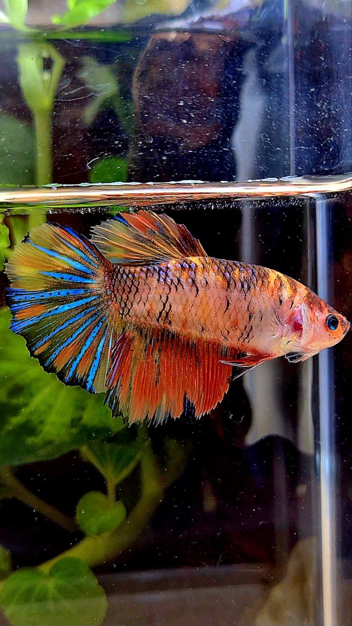 FEMALE HALFMOON ROSETAIL ORANGE KOI MULTICOLOR BETTA FISH