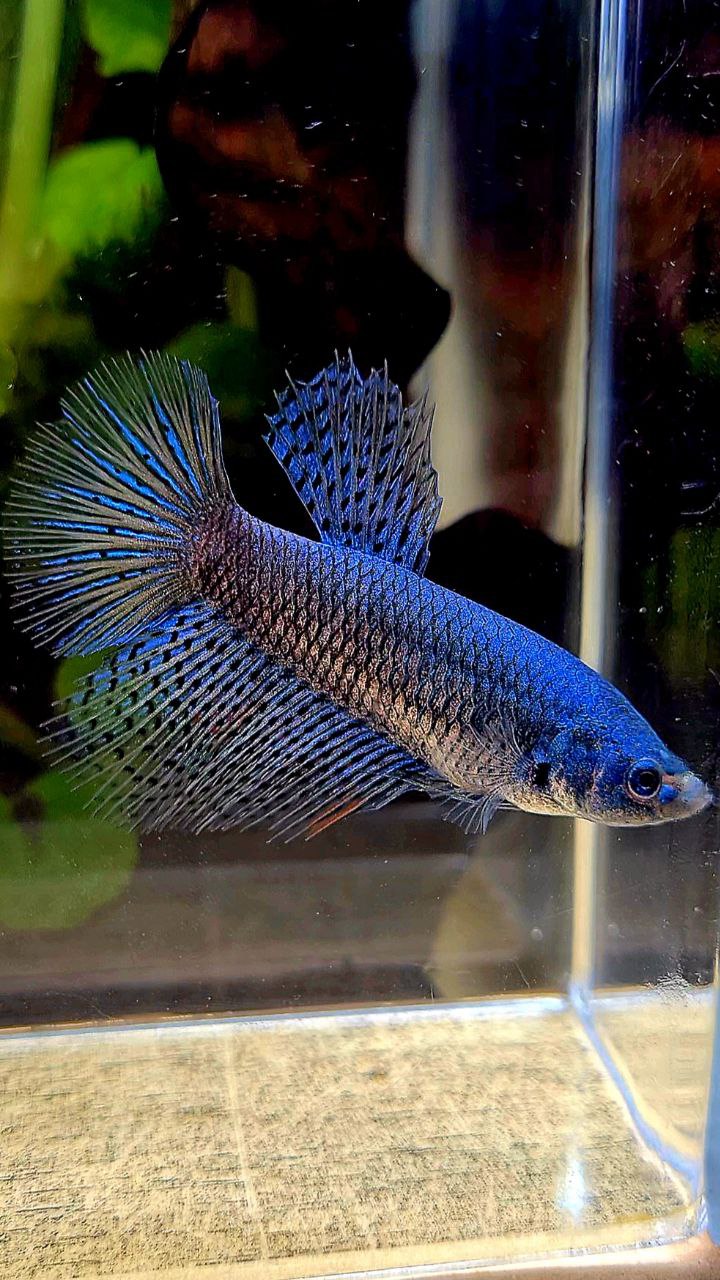 FEMALE HALFMOON ALIEN BLUE HYBRID WILD BETTA FISH