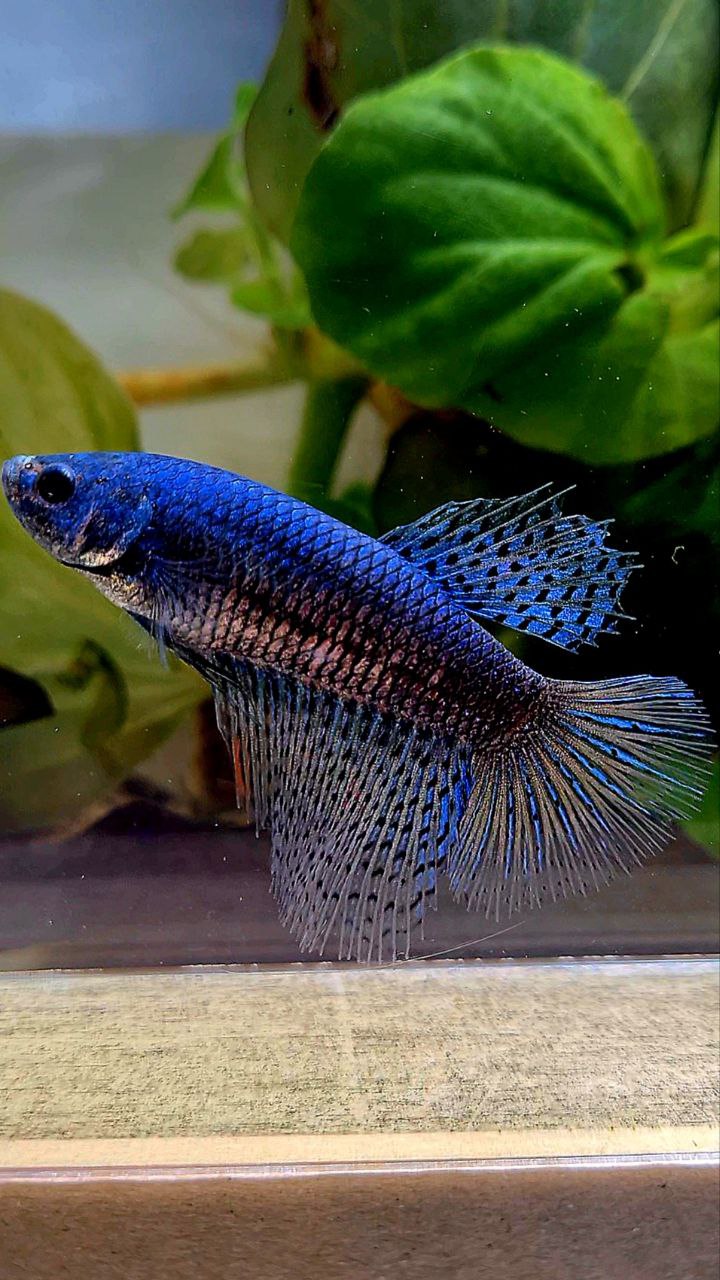 FEMALE HALFMOON ALIEN BLUE HYBRID WILD BETTA FISH
