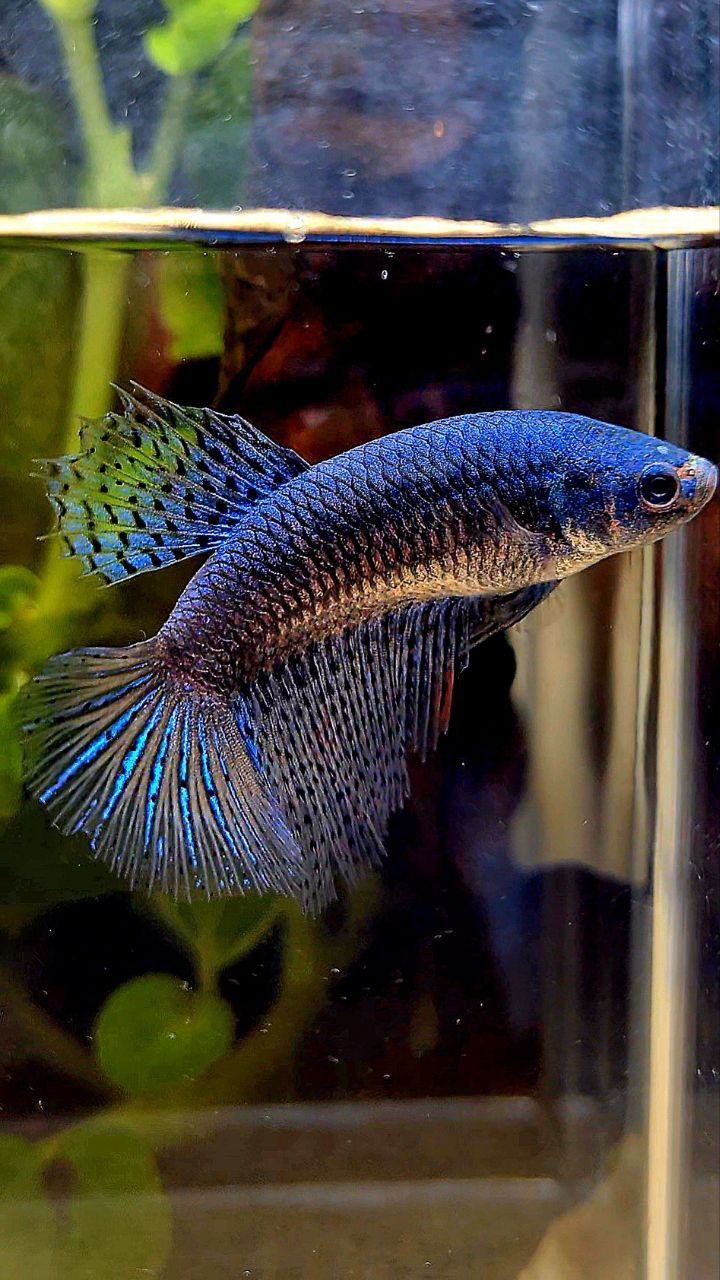 FEMALE HALFMOON ALIEN BLUE HYBRID WILD BETTA FISH