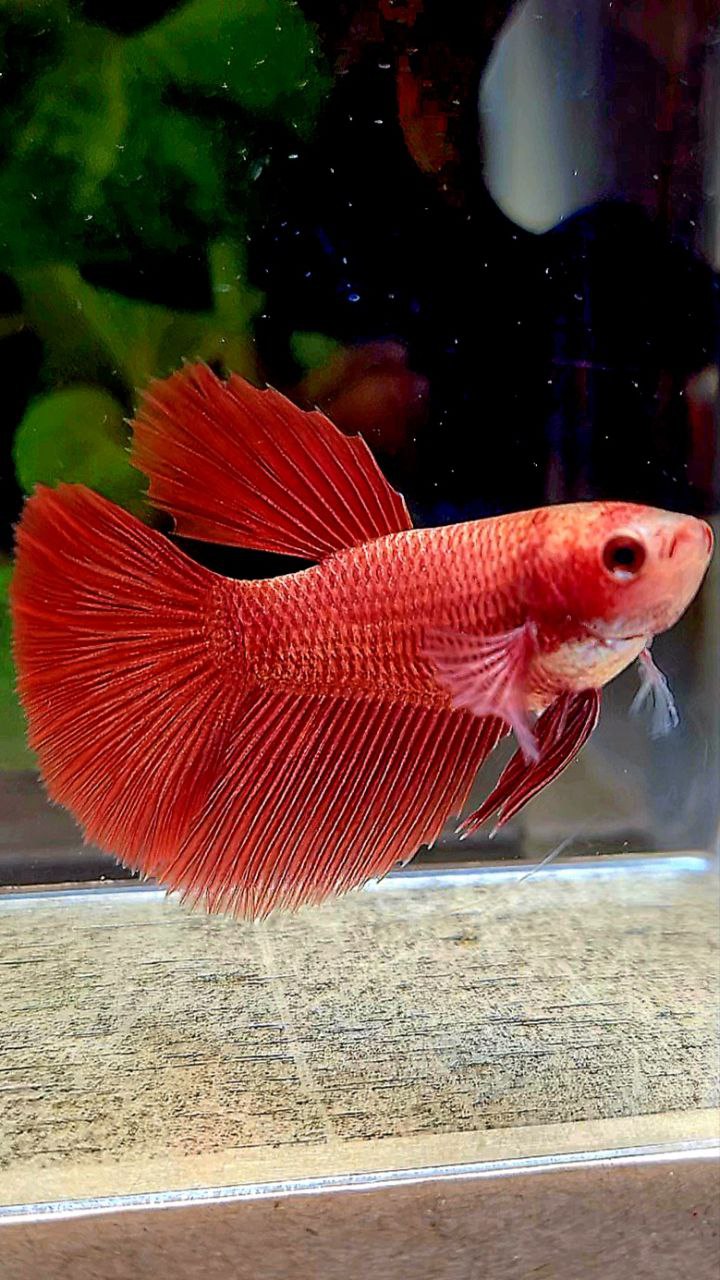 FEMALE HALFMOON SUPER RED BETTA FISH
