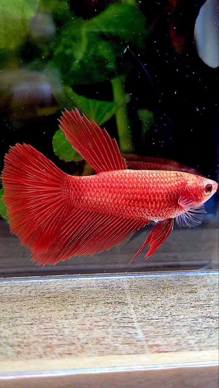 FEMALE HALFMOON SUPER RED BETTA FISH