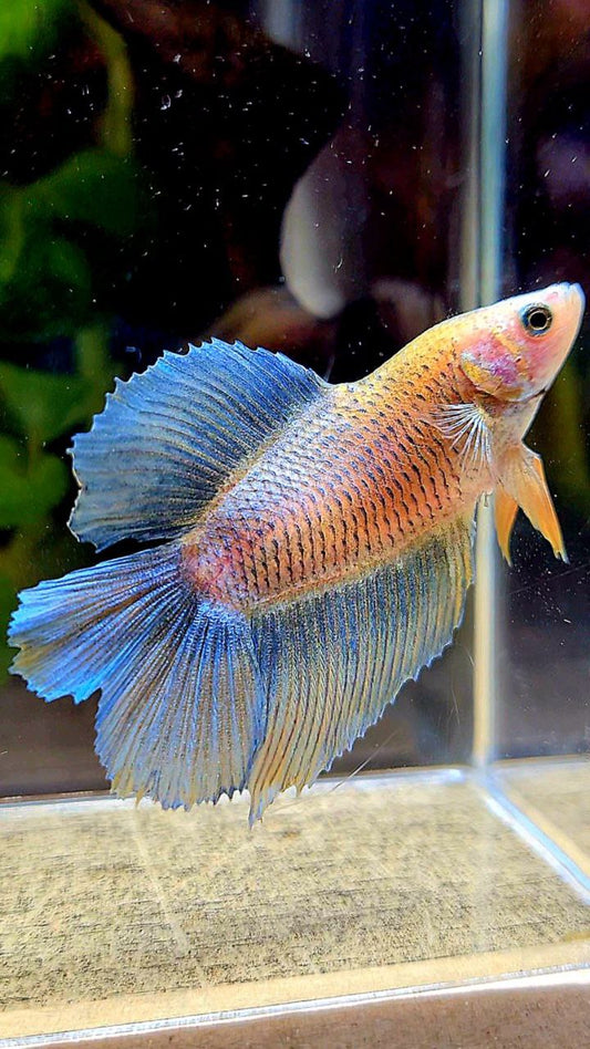 FEMALE HALFMOON DOUBLE TAIL BLUE YELLOW MASCOT BETTA FISH