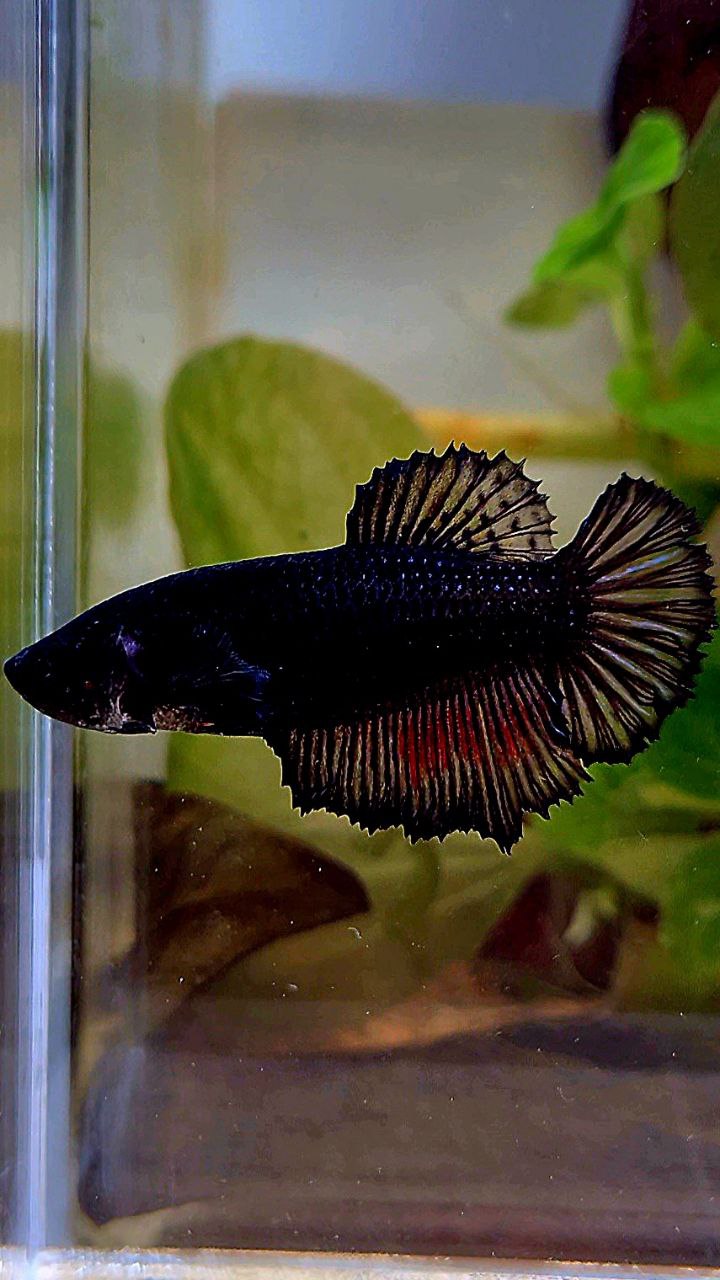 FEMALE HALFMOON BLACK BETTA FISH