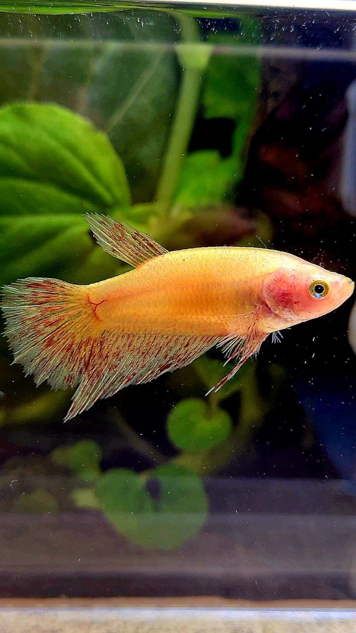 FEMALE HALFMOON SUPER VANDA YELLOW BETTA FISH