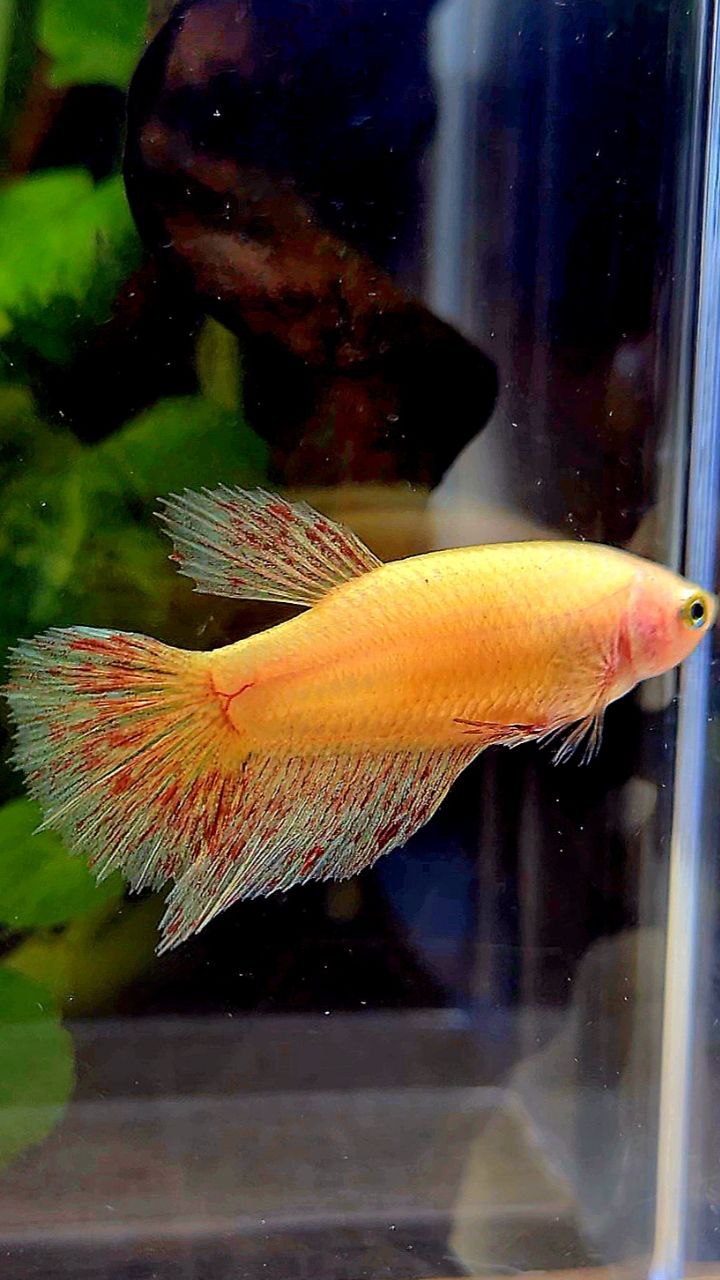 FEMALE HALFMOON SUPER VANDA YELLOW BETTA FISH
