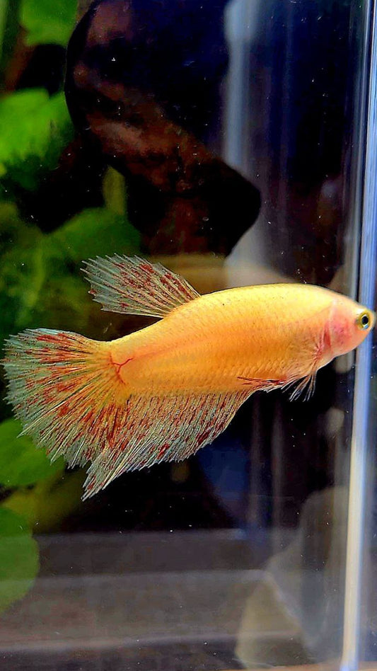 FEMALE HALFMOON SUPER VANDA YELLOW BETTA FISH