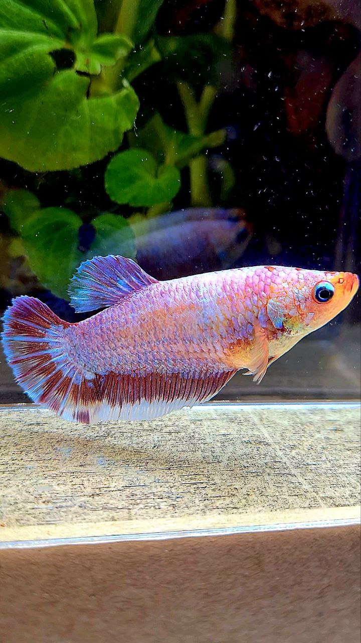 XL FEMALE PLAKAT PURPLE FANCY BETTA FISH