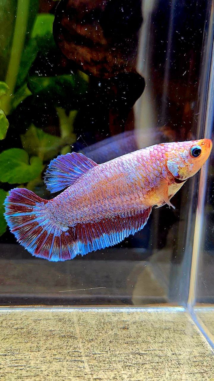 XL FEMALE PLAKAT PURPLE FANCY BETTA FISH