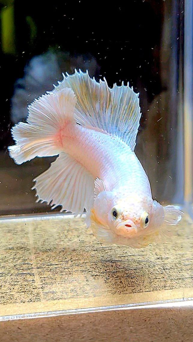 FEMALE HALFMOON DOUBLE TAIL BIG EAR WHITE PLATINUM BETTA FISH