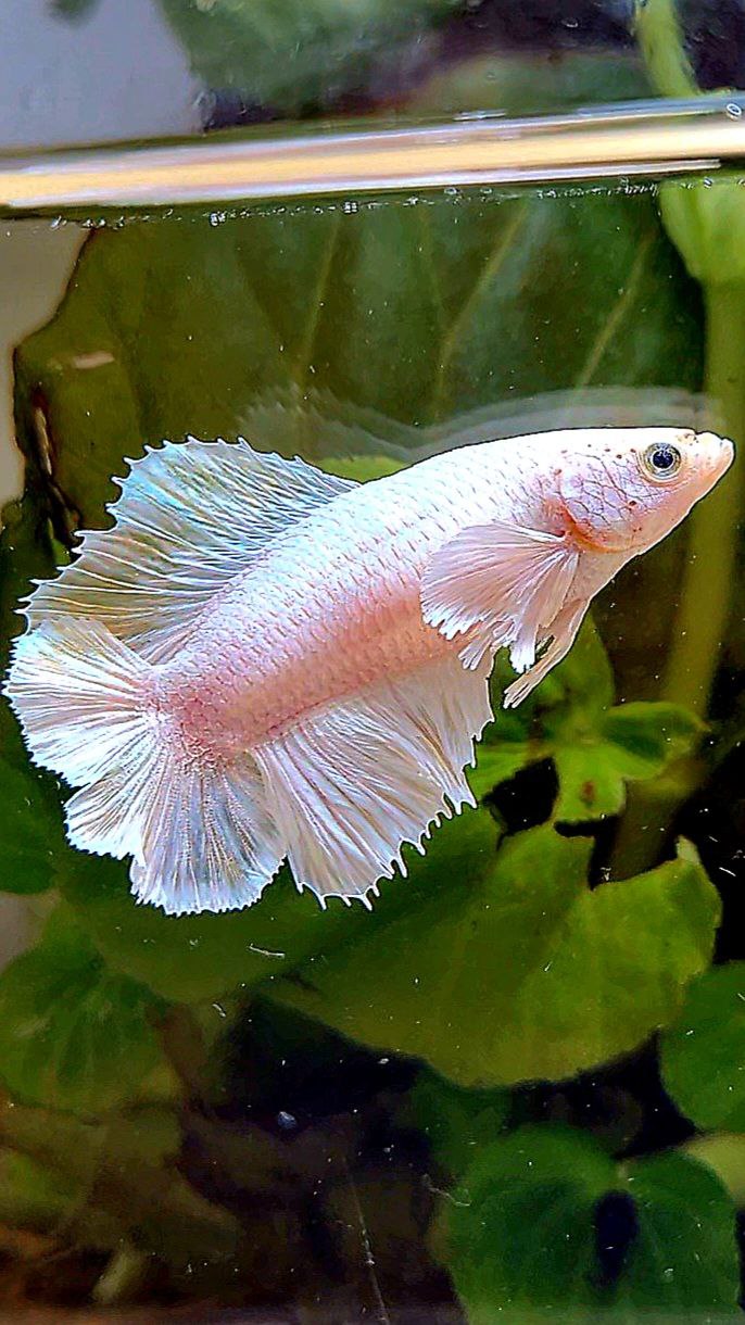 FEMALE HALFMOON DOUBLE TAIL BIG EAR WHITE PLATINUM BETTA FISH