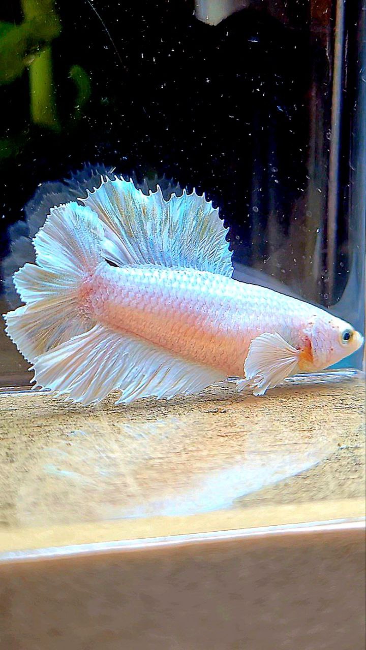 FEMALE HALFMOON DOUBLE TAIL BIG EAR WHITE PLATINUM BETTA FISH