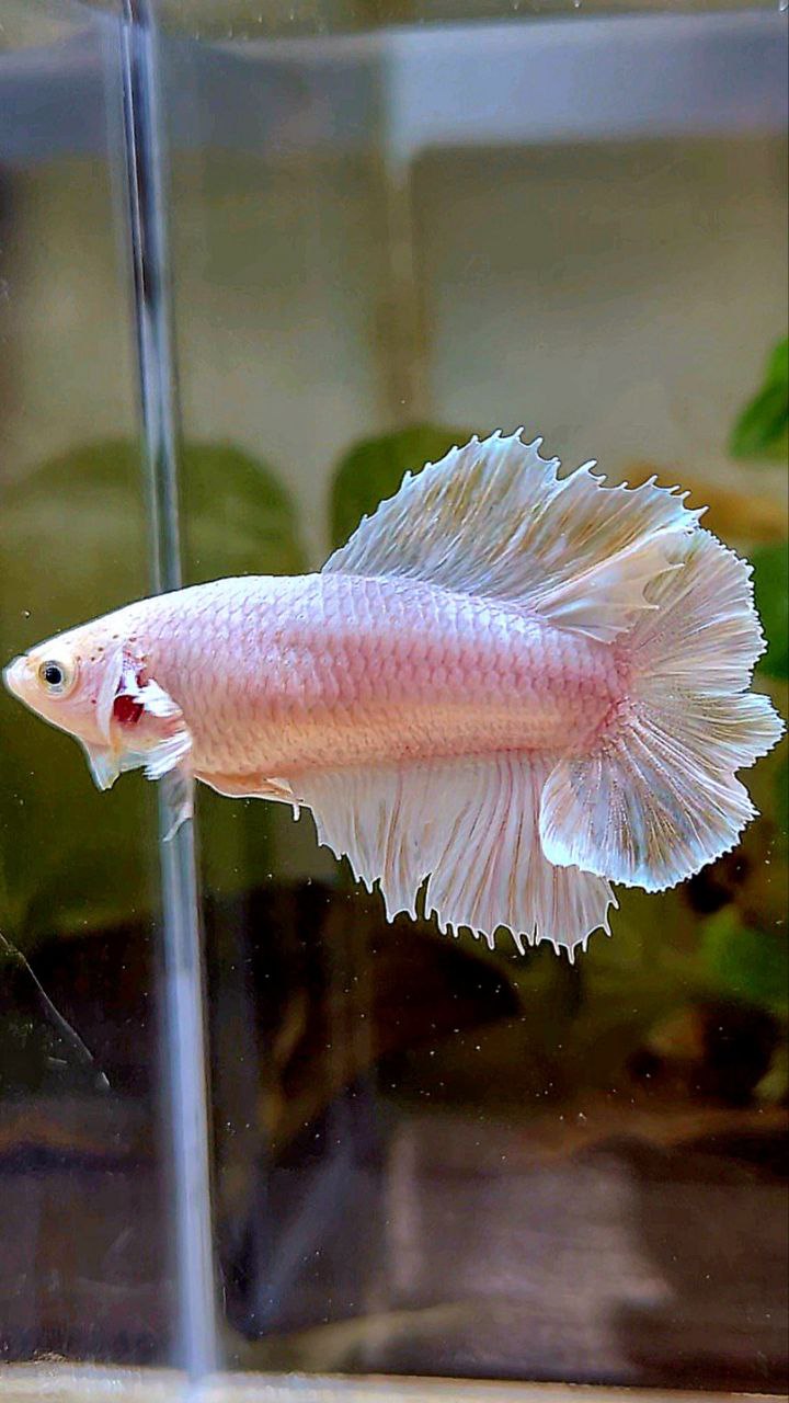 FEMALE HALFMOON DOUBLE TAIL BIG EAR WHITE PLATINUM BETTA FISH