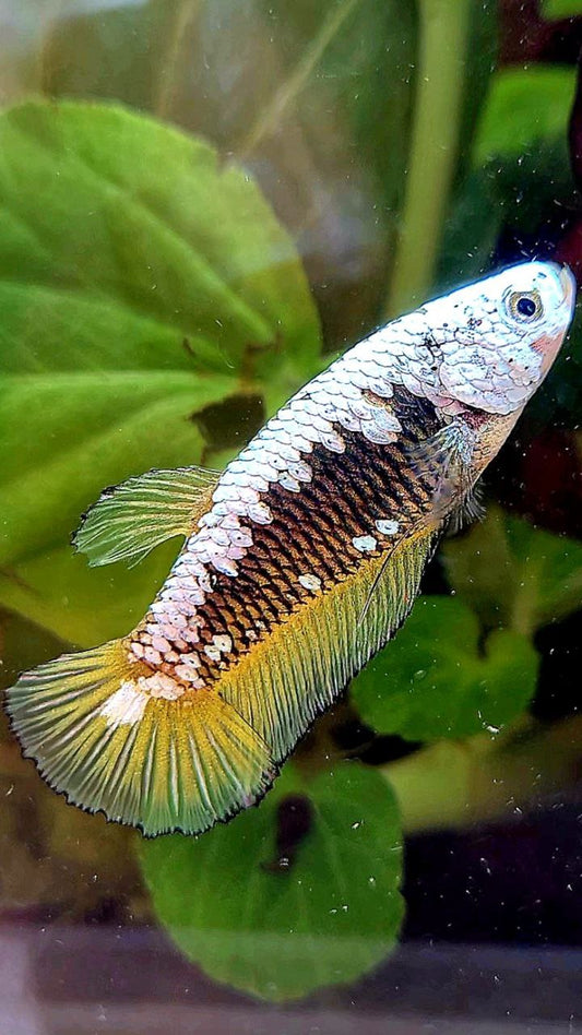 FEMALE PLAKAT YELLOW SAMURAI SNOW MAMBA BETTA FISH