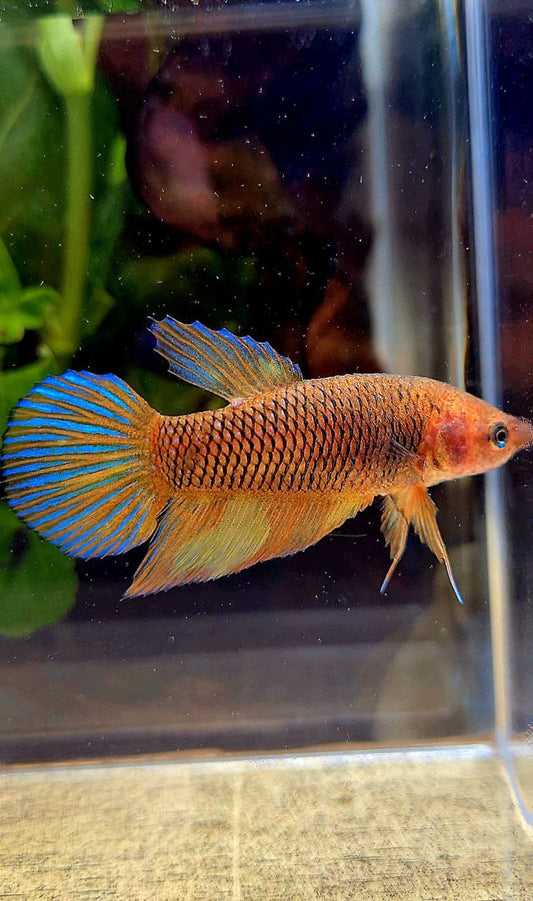 FEMALE VEILTAIL YELLOW PINEAPPLE FANCY PATTERN BETTA FISH