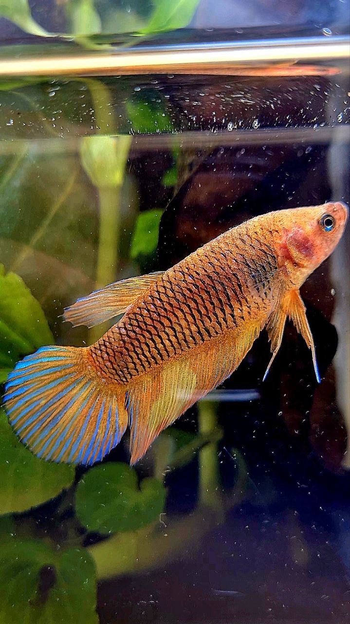 FEMALE VEILTAIL YELLOW PINEAPPLE FANCY PATTERN BETTA FISH