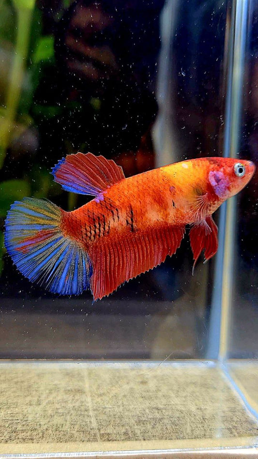 FEMALE PLAKAT BOLD KOI MULTICOLOR ORANGE RED BETTA FISH