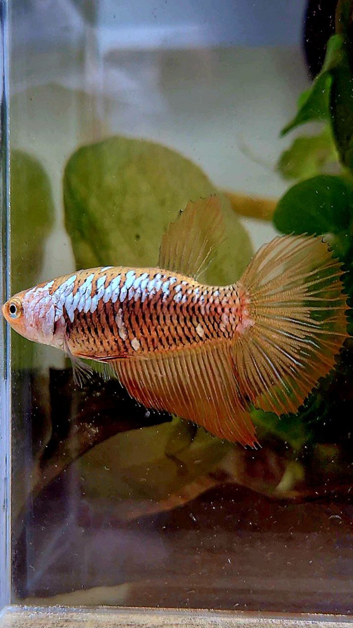 FEMALE HALFMOON RED SAMURAI BETTA FISH