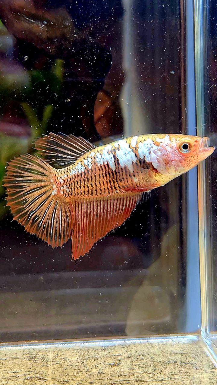 FEMALE HALFMOON RED SAMURAI BETTA FISH