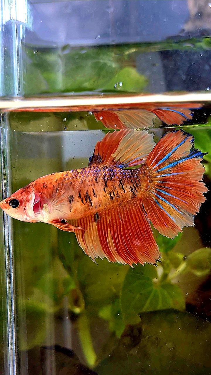 FEMALE HALFMOON ROSETAIL ORANGE KOI MULTICOLOR BETTA FISH