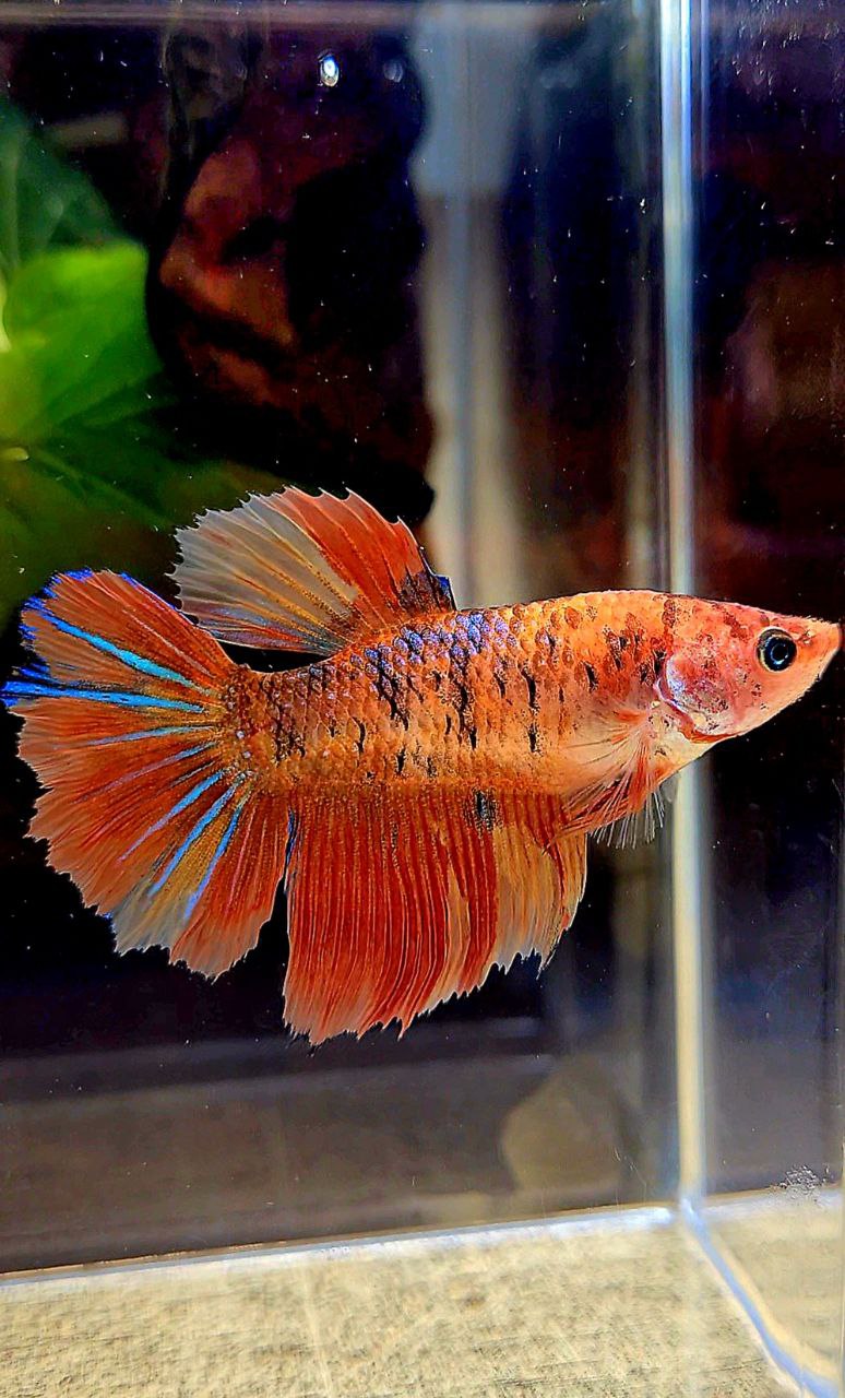 FEMALE HALFMOON ROSETAIL ORANGE KOI MULTICOLOR BETTA FISH