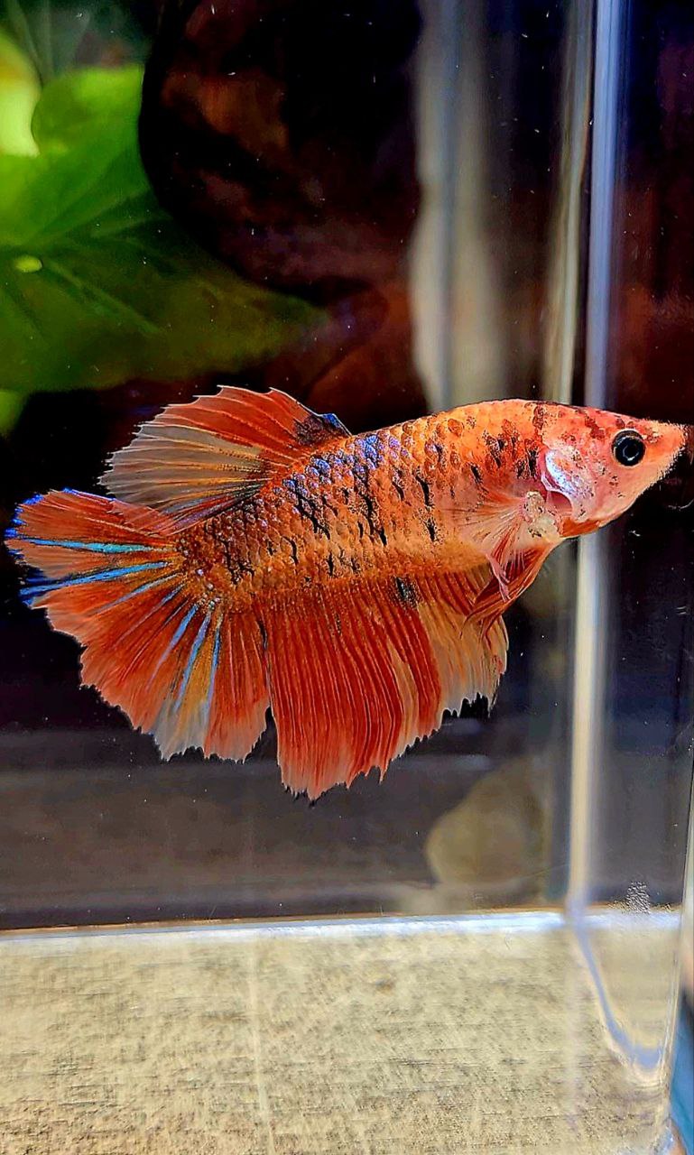 FEMALE HALFMOON ROSETAIL ORANGE KOI MULTICOLOR BETTA FISH