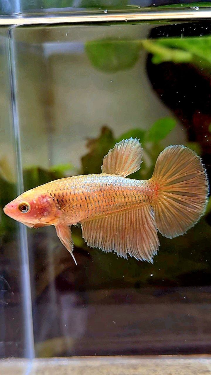 FEMALE HALFMOON SUPER GOLD BETTA FISH
