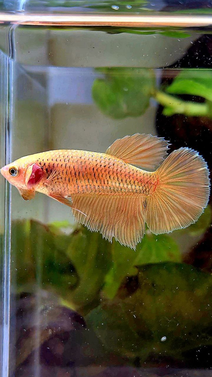 FEMALE HALFMOON SUPER GOLD BETTA FISH