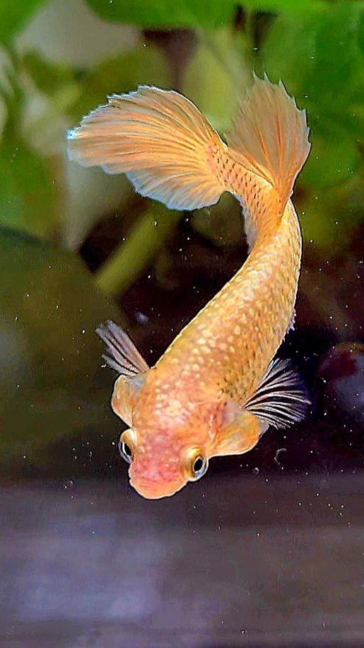 FEMALE HALFMOON SUPER GOLD BETTA FISH
