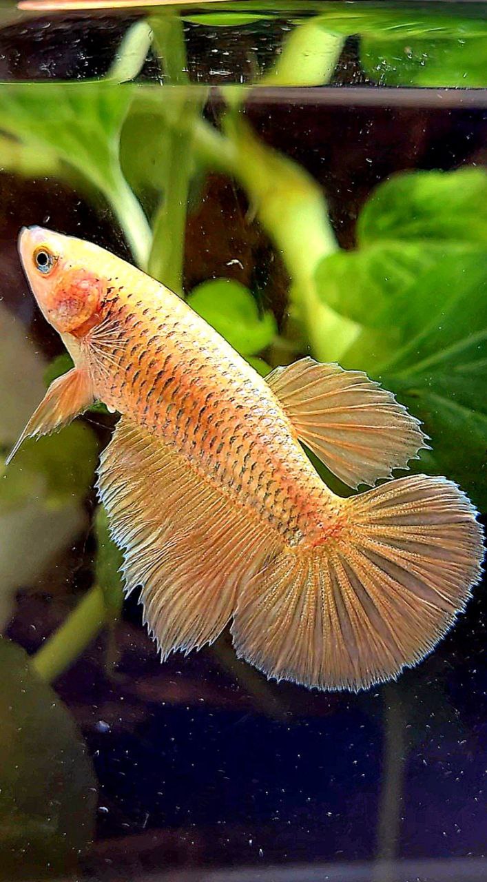 FEMALE HALFMOON SUPER GOLD BETTA FISH