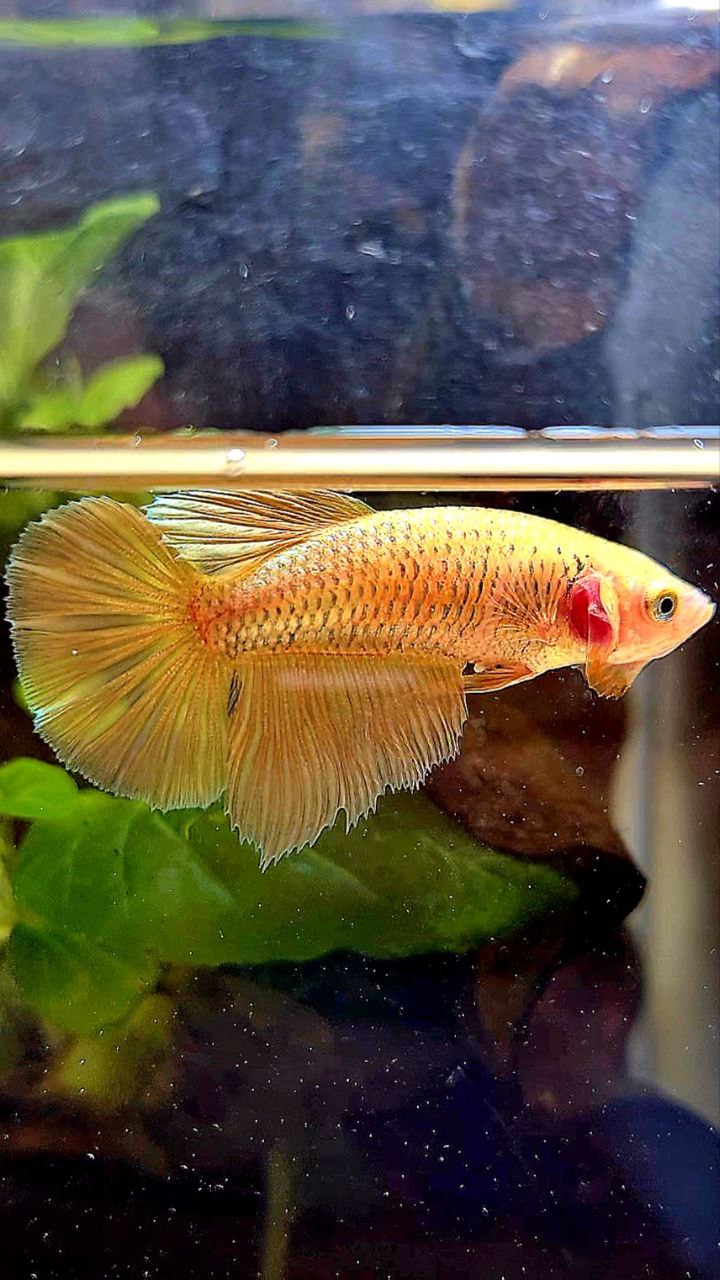 FEMALE HALFMOON SUPER GOLD BETTA FISH