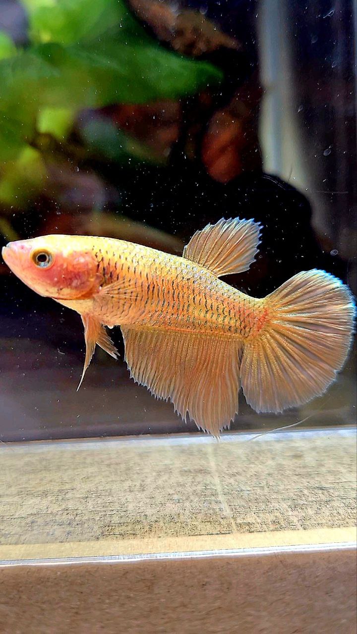 FEMALE HALFMOON SUPER GOLD BETTA FISH