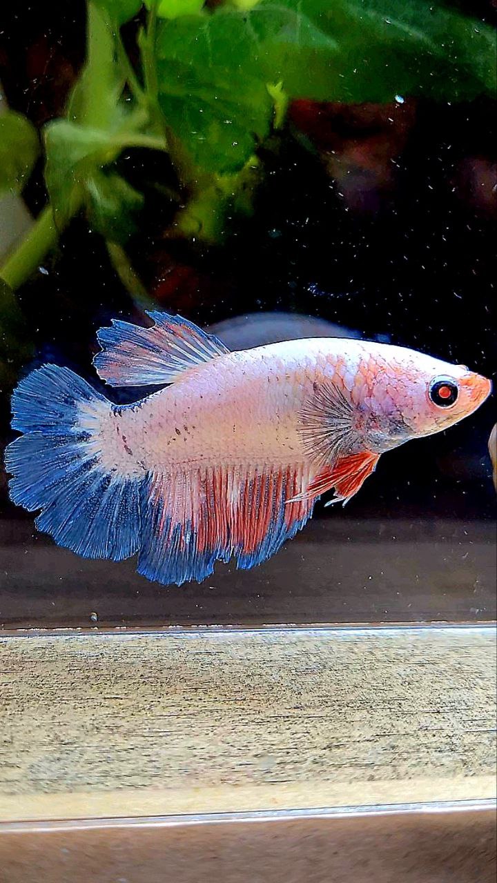 FEMALE HALFMOON FLAMINGGO BLUE BETTA FISH